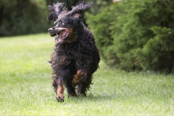 I didn't know my ears could do that!
Λέξεις-κλειδιά: Cassie Dog Dogs Gordon Setter Molly