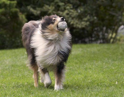Full of the joys.........
Schlüsselwörter: Collies Dog Dogs Rough Collie Scooby