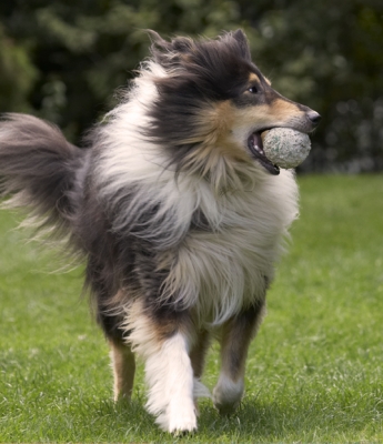 What's going on over there?
Keywords: Collies Dog Dogs Rough Collie Scooby