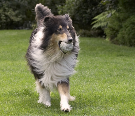 I'm having so much fun
Mots-clés: Collies Dog Dogs Rough Collie Scooby