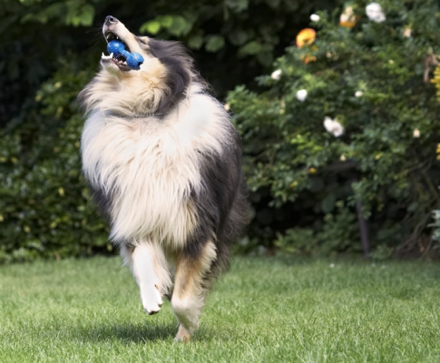 Get a grip
Keywords: Collies Dog Dogs Rough Collie Scooby