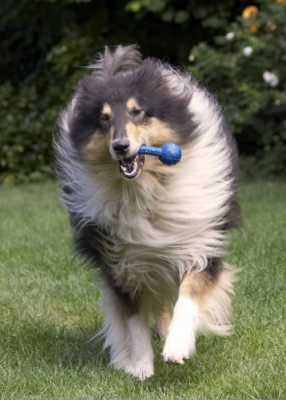 Now I'm flying
Keywords: Collies Dog Dogs Rough Collie Scooby