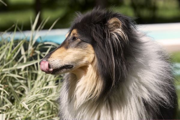 Yummmmmmmm
Ključne besede: Collies Dog Dogs Rough Collie Scooby