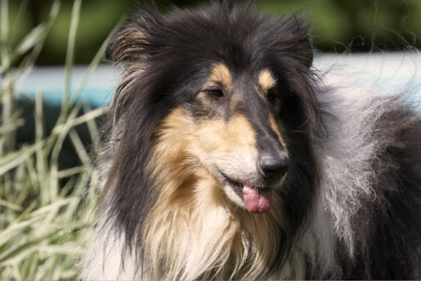Has it all gone?
Palabras clave: Collies Dog Dogs Rough Collie Scooby Tongue