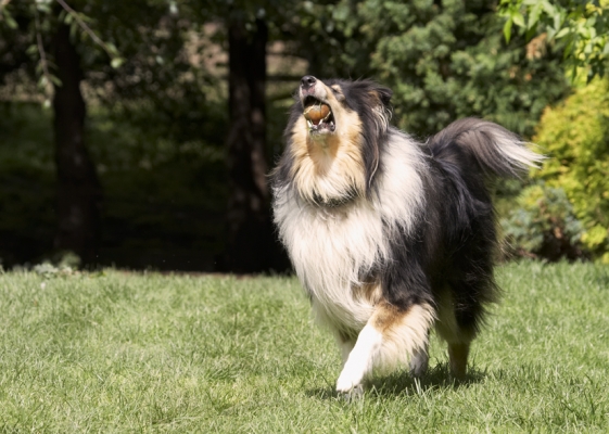 I'm glad they've still got this grotty tennis ball
Anahtar kelimeler: Collies Dog Dogs Rough Collie Scooby