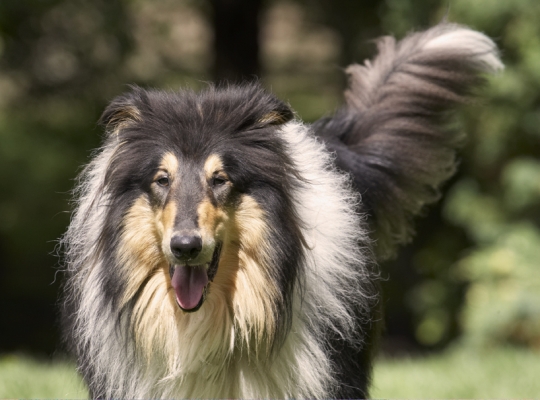 Here I come
Anahtar kelimeler: Collies Dog Dogs Rough Collie Scooby Tongue