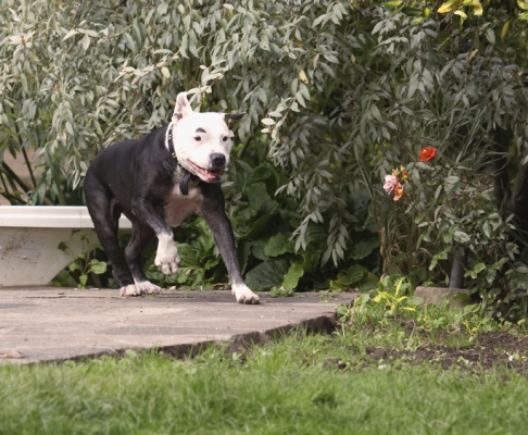 I'm such a happy girl
Anahtar kelimeler: Dog Dogs Kess Staffordshire Bull Terrier Terriers