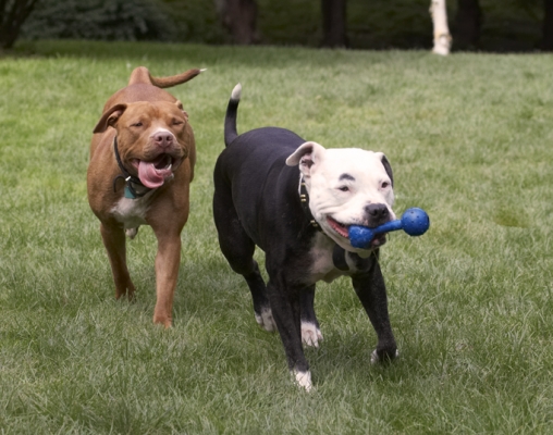 Hey, I want one of those
Trefwoorden: Dog Dogs Honey Kess Staffordshire Bull Terrier Terriers Tongue