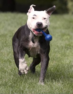 On a mission
Anahtar kelimeler: Dog Dogs Kess Staffordshire Bull Terrier Terriers