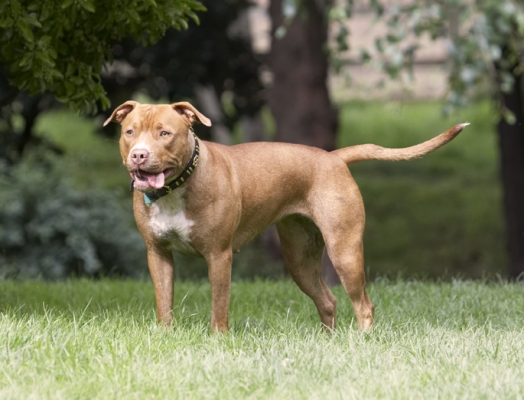 Now where's that Kess gone?
Ключові слова: Dog Dogs Honey Staffordshire Bull Terrier Terriers Tongue