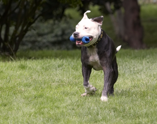 And I'm still running
Keywords: Dog Dogs Kess Staffordshire Bull Terrier Terriers
