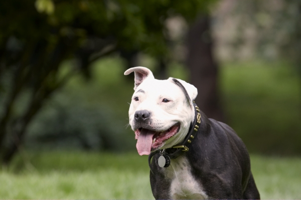 Jus' taking a breather
Palabras Clave: Dog Dogs Kess Staffordshire Bull Terrier Terriers Tongue