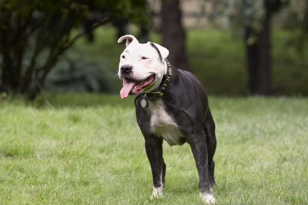 Watching the world go by
Anahtar kelimeler: Dog Dogs Kess Staffordshire Bull Terrier Terriers Tongue
