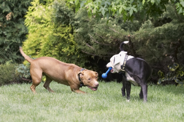 Gimme, gimme, gimme
Keywords: Dog Dogs Honey Kess Staffordshire Bull Terrier Terriers