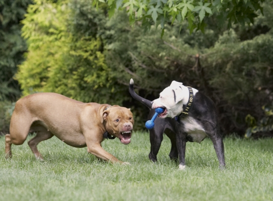 I'll scare you into submission
Ključne besede: Dog Dogs Honey Kess Staffordshire Bull Terrier Terriers