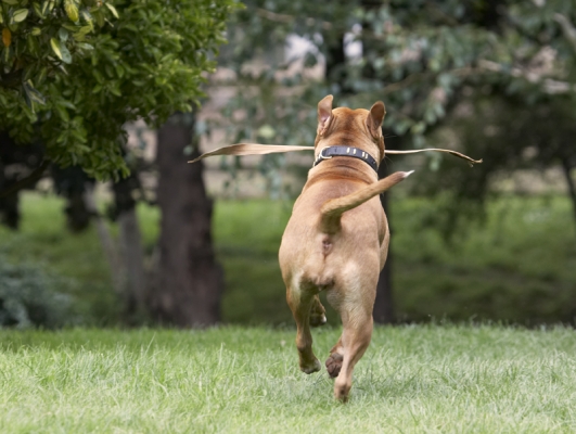 OK, I'll play with this, on my own
Keywords: Dog Dogs Honey Staffordshire Bull Terrier Terriers
