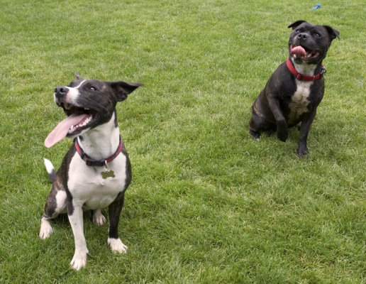 Do we get our treat now?
الكلمات الإستدلالية(لتسهيل البحث): Dog Dogs Kira Sasha Staffordshire Bull Terrier Terriers Tongue