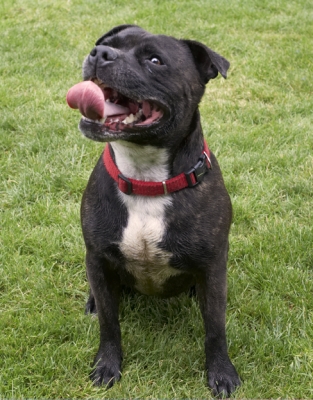 Please can I have a cookie now?
Keywords: Dog Dogs Kira Staffordshire Bull Terrier Terriers Tongue