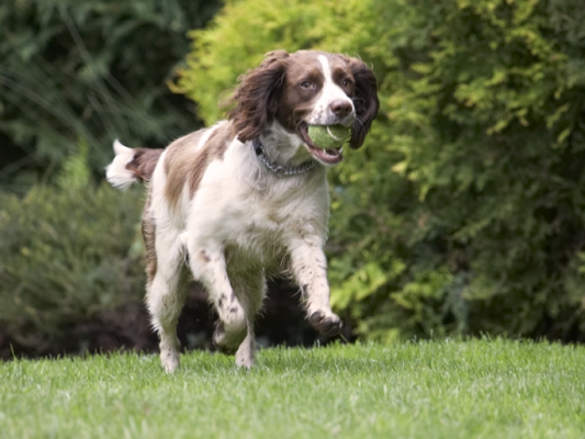 This ball is more my size
Schlüsselwörter: Ball Dog Dogs Holly Spaniels Springer Spaniel