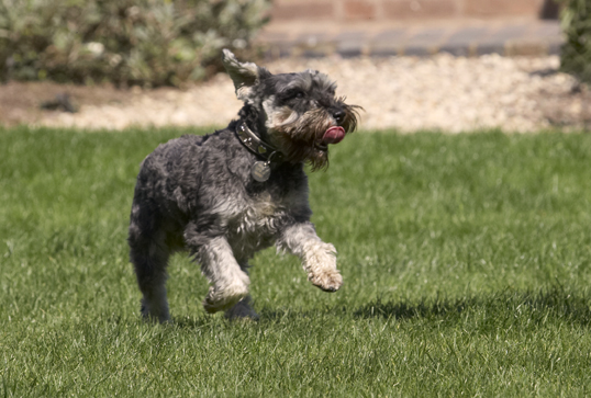 Leaping for joy
Palabras Clave: Dog Dogs Miniature Schnauzer Molly Tongue