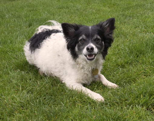 You know I like to take it easy
Keywords: Dog Dogs Long Haired Chihuahua Matt