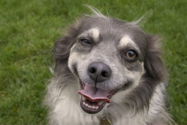 Wink, wink, know wot I mean
Mots-clés: Dog Dogs Longhaired Chihuahua Rose Tongue