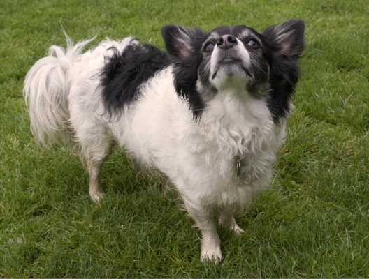 D'ya think this will start a trend
Ключові слова: Dog Dogs Long Haired Chihuahua Matt