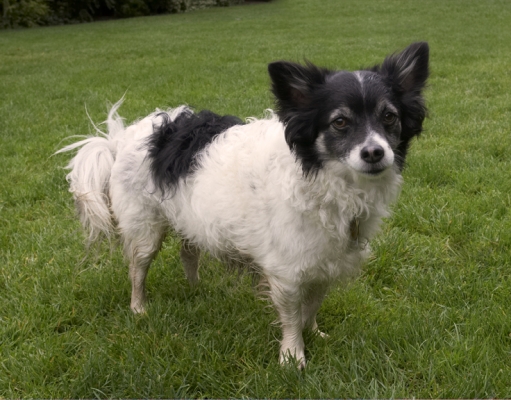 Well, wot we gonna do now?
Keywords: Dog Dogs Long Haired Chihuahua Matt