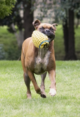 Going in for a try
Palabras clave: Boxer Boxers Dog Dogs Nog
