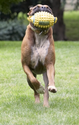 Think I could play rugby for Wales!
Anahtar kelimeler: Boxer Boxers Dog Dogs Nog