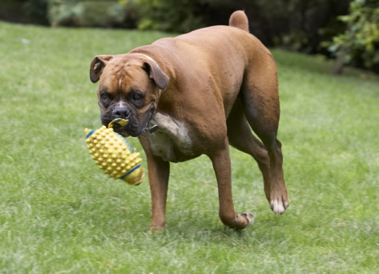 Whoops
Trefwoorden: Boxer Boxers Dog Dogs Nog