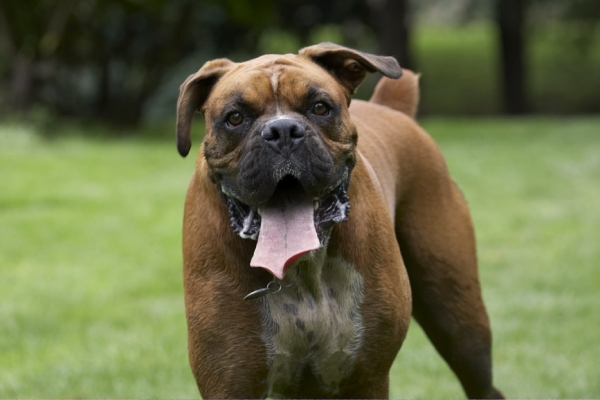 Guess, I'll have to find another toy
Klíčová slova: Boxer Boxers Dog Dogs Nog Tongue