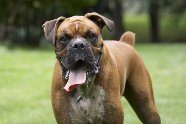 Well, don't just stand there, get me another toy
Klíčová slova: Boxer Boxers Dog Dogs Nog Tongue