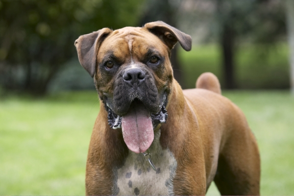I'm still waiting
Palabras clave: Boxer Boxers Dog Dogs Nog Tongue