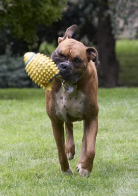 Still got a grip
Ключевые слова: Boxer Boxers Dog Dogs Nog