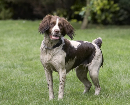 I'm waiting for action
Keywords: Dog Dogs Holly Springer Spaniel Tongue