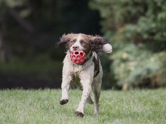Springing into action
Trefwoorden: Ball Dog Dogs Holly Springer Spaniel