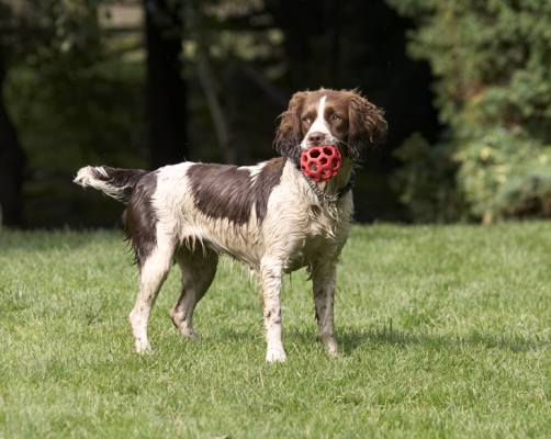Wait a minute, there's something interesting over there
Ključne besede: Dog Dogs Holly Springer Spaniel