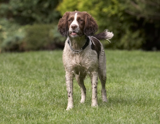 OK, let's have some action
Ključne besede: Dog Dogs Holly Springer Spaniel
