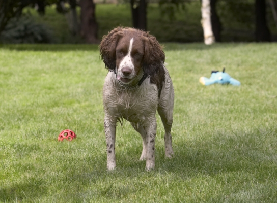 When we gonna go?
Ключові слова: Dog Dogs Holly Springer Spaniel