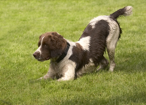 C'mon, let's play
Ключевые слова: Dog Dogs Holly Springer Spaniel