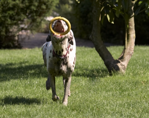 Hey, I'd be good at the funfair
Keywords: Dalmatian Dalmatians Dog Dogs MIA