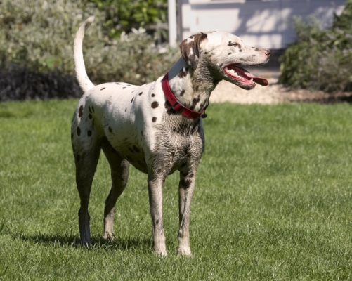 Yeah, I know, I'm all mucky
Schlüsselwörter: Dalmatian Dalmatians Dog Dogs MIA Tongue