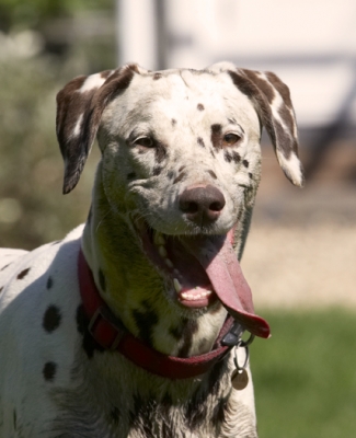 I'm so having fun
Mots-clés: Dalmatian Dalmatians Dog Dogs MIA Tongue
