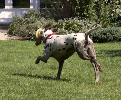 Daddy will be sooooooo pleased with me
Anahtar kelimeler: Dalmatian Dalmatians Dog Dogs MIA