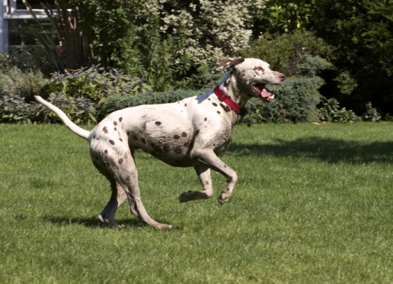Let's play
Anahtar kelimeler: Dalmatian Dalmatians Dog Dogs MIA Tongue