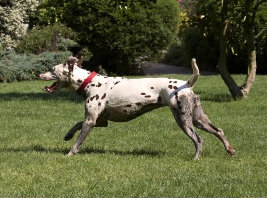I'm coming
Λέξεις-κλειδιά: Dalmatian Dalmatians Dog Dogs MIA Tongue