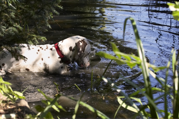 Oooh, what's in there!
Schlüsselwörter: Dalmatian Dalmatians Dog Dogs MIA