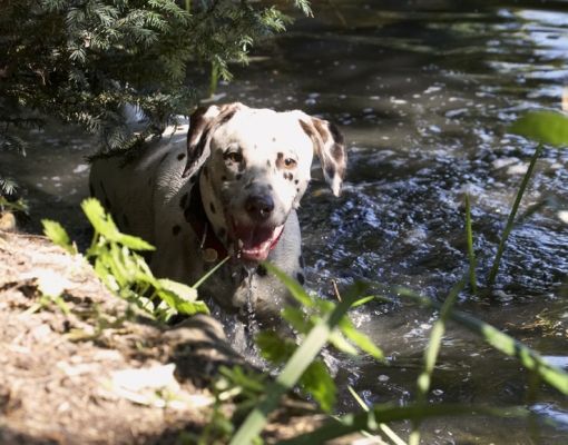 Yeah, I am having fun
Avainsanat: Dalmatian Dalmatians Dog Dogs MIA