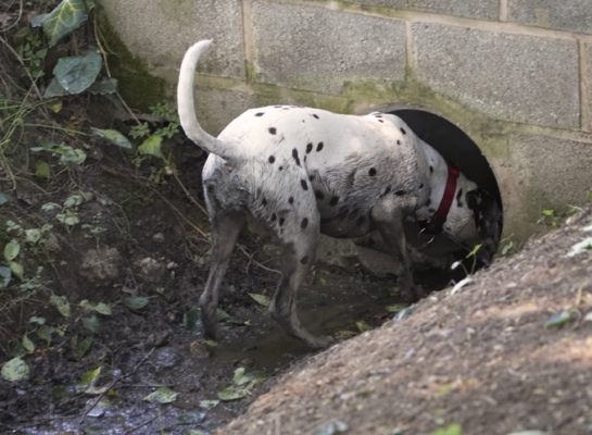 Oooh, this is interesting
Ključne besede: Dalmatian Dalmatians Dog Dogs MIA